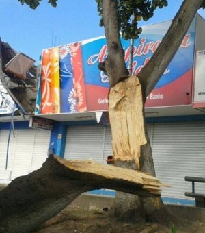 Parte de árvore desaba e interdita trânsito no Centro de Arapiraca