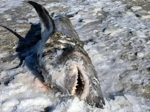 Tubarão é encontrado congelado em praia após onda de frio nos EUA