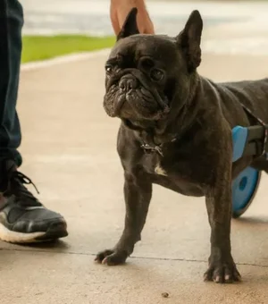 Aluno da UFSC desenvolve cadeira de rodas para cães inspirada em carros esportivos