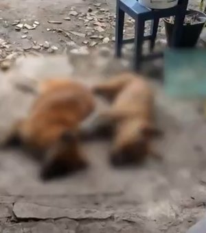 Ataque de abelhas em Arapiraca deixa três cães mortos e três moradores feridos