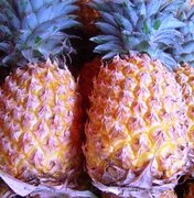 Orientação sobre plantio de abacaxi em Sergipe e Alagoas 