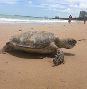 Tartaruga marinha é encontrada morta na praia de Guaxuma
