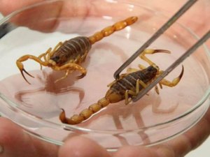 Saiba como evitar os acidentes com os escorpiões 