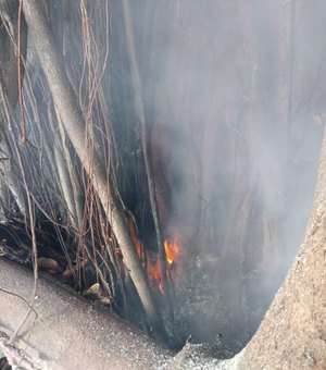 [Vídeo] Queima de lixo provoca incêndio em árvore no Parque Gonçalves Ledo