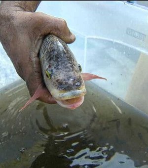 Peixes são retirados vivos de escombros em chafariz do Museu Nacional