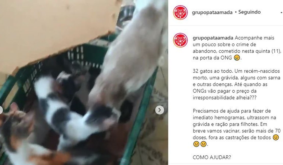 Caixa com mais de 30 gatos é abandonada em frente a ONG de Maceió