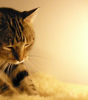 Cientista explica por que os gatos ‘amassam pãozinho’