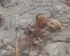Policiais pulam em lago congelado para salvar cachorro na Espanha