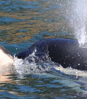 Orca carrega filhote morto há semanas e preocupa cientistas