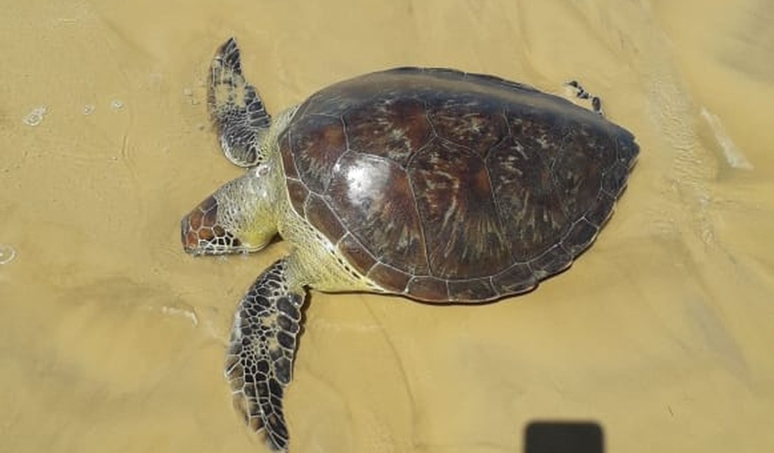 Tartaruga marinha é encontrada morta na praia do Pontal do Peba