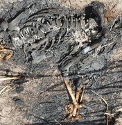 Ossada humana carbonizada é encontrada no canavial de usina em Penedo