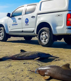 Golfinhos mortos no litoral de SP tinham lixo e material de pesca no estômago