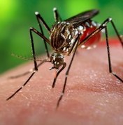 Arapiraca está entre os municípios com risco de surto de dengue, zika e Chikungunya