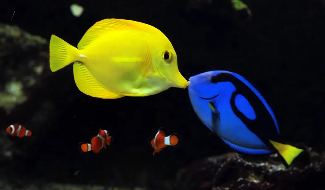 Fotógrafo flagra peixe da espécie do Nemo assistindo beijo de 'Dory' em aquário do litoral de SP