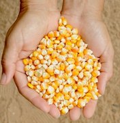 Fetag-­AL anuncia período de cadastro para distribuição de sementes
