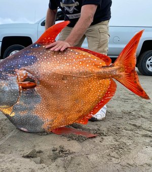 Peixe-lua raro é encontrado morto em praia dos EUA