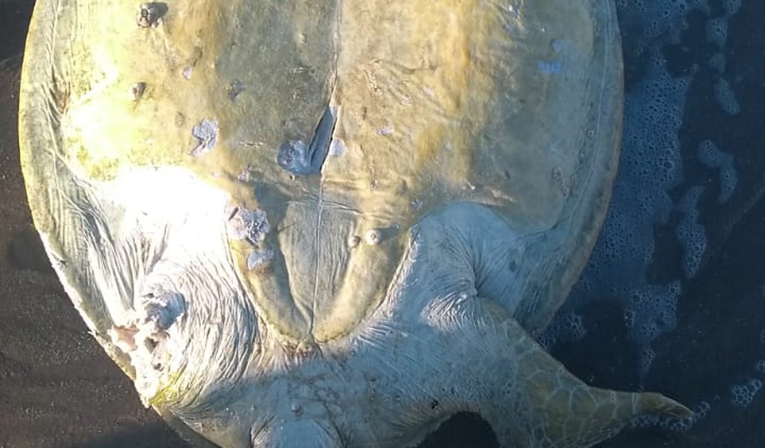 Tartaruga marinha é encontrada mutilada em praia de Ipioca 