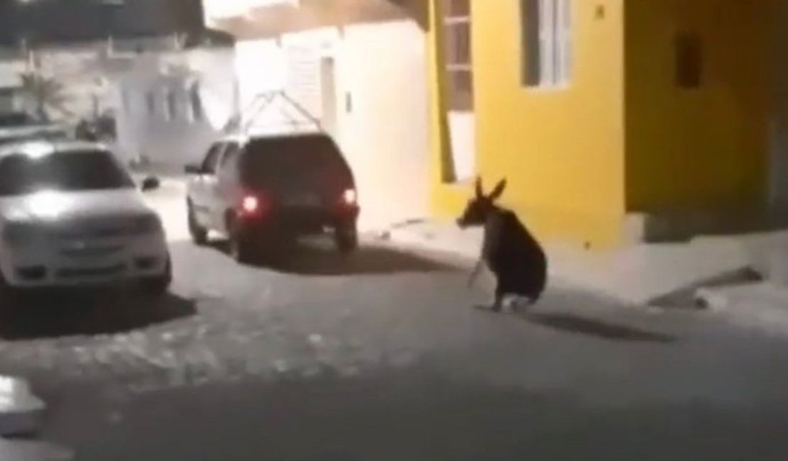 [Vídeo] Homem que arrastou jegue pelas ruas de Pariconha deve se apresentar a polícia nesta quinta