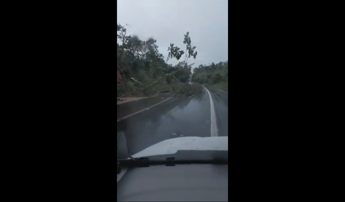 Árvore caída interdita parcialmente o trânsito na BR-104, em Rio Largo