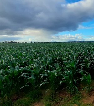 [Vídeo] Áreas de plantações  de milho aumentam na zona rural de Arapiraca