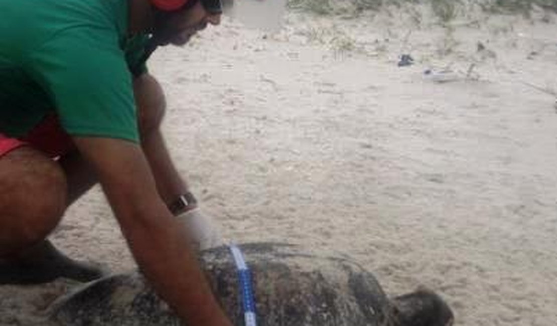 Cinco tartarugas encalham e morrem em praias de Maceió