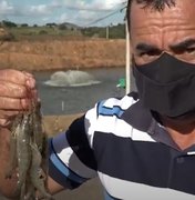 [Vídeo] Produtor de abacaxi investe da criação de camarão e cria associação para desenvolver atividade
