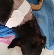 Cachorro atropelado em Porto Calvo amputa pata