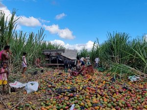 Após freios falharem, caminhão invade canavial e derruba carga de mangas
