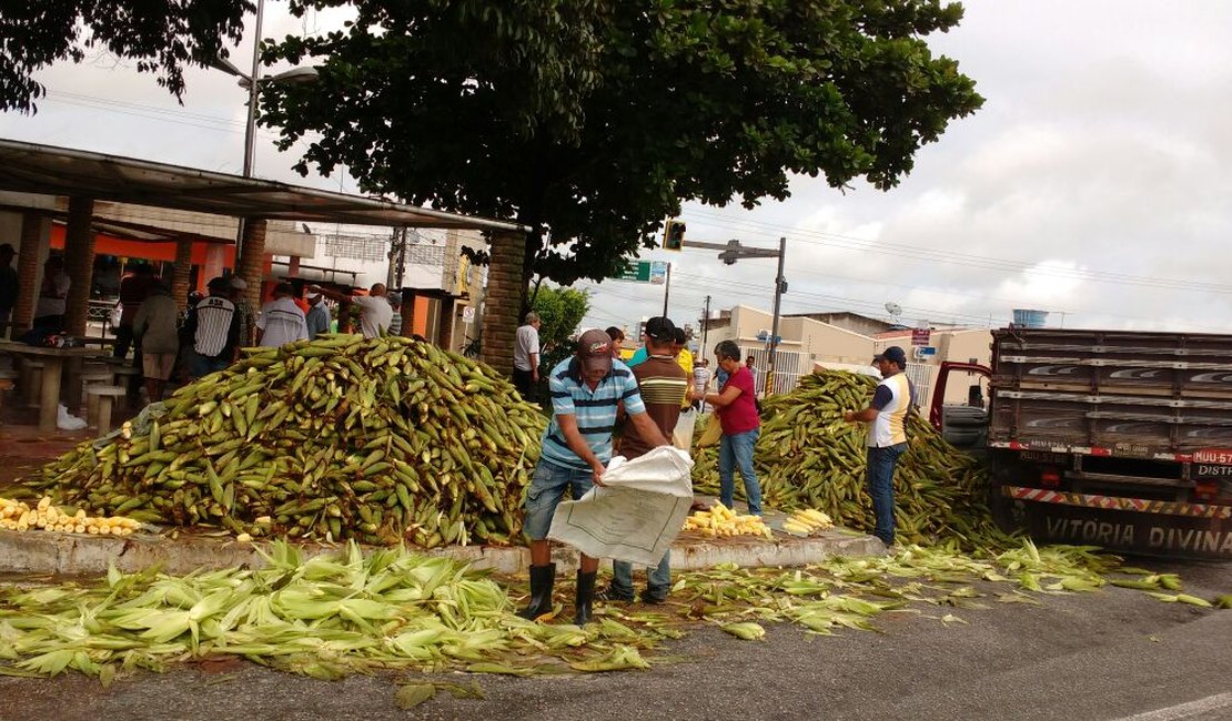 Milho verde aparece em fartura na cidade de Arapiraca 