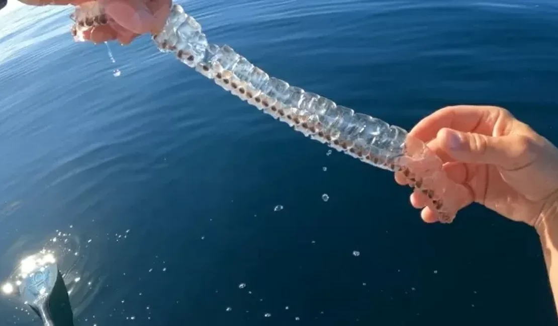 Criatura marinha transparente surpreende explorador em mar dos EUA