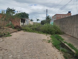 [Vídeo] Queda de árvore deixa rua interditada desde o domingo em Arapiraca