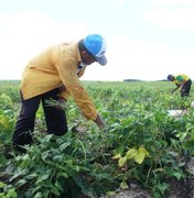 Produtores iniciam a colheita do feijão do programa Barriga Cheia