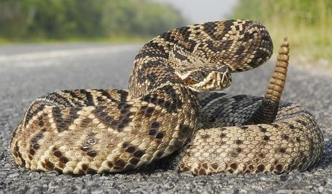 Cobra Cascavel é encontrada perto de igreja em Maragogi