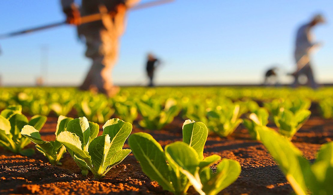 AL é o terceiro Estado com financiamentos de projetos para agricultores familiares no Brasil