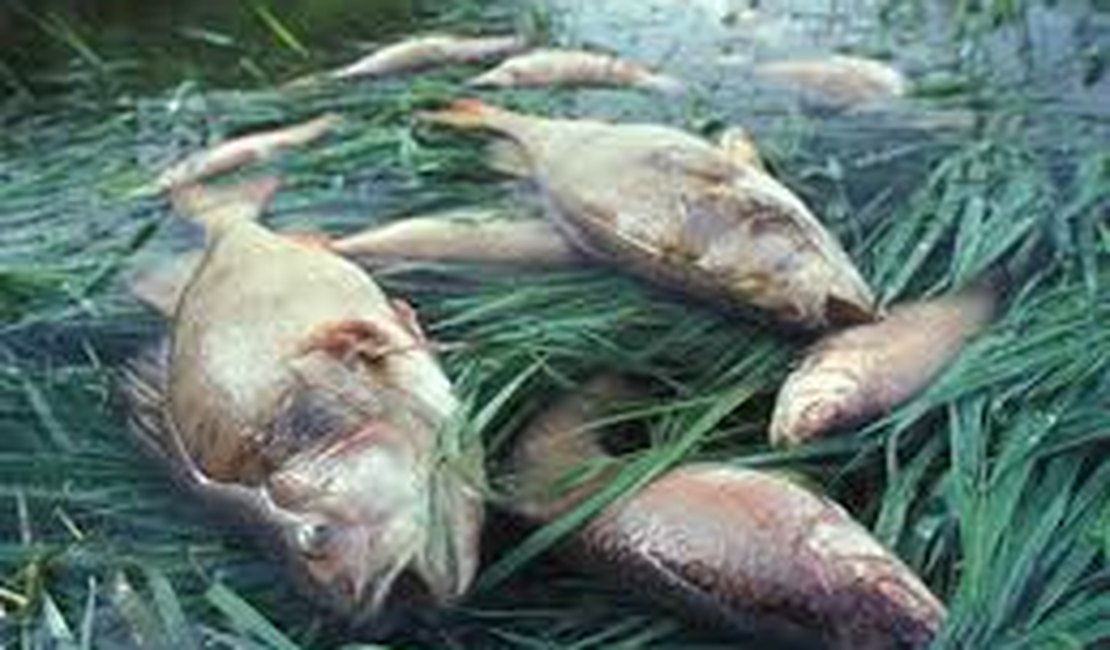 MP-AL apura morte de peixes em rio da Barra de Santo Antônio