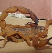 Menina de seis anos morre após ser picada por escorpião em SP