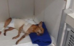 Cachorro passou por cirurgia, mas ainda precisará ficar internado