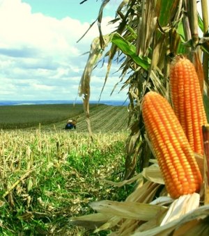 Boa parte do milho consumido em Arapiraca nas festas juninas é produzido no próprio município