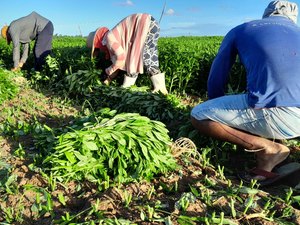 [Vídeo] Agricultores de Arapiraca investem na produção de bredo para a Semana Santa