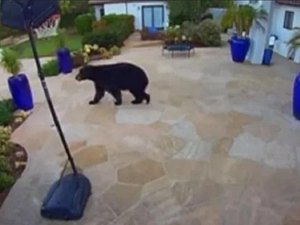 Urso-negro é visto nas proximidades da mansão de Harry e Meghan nos EUA