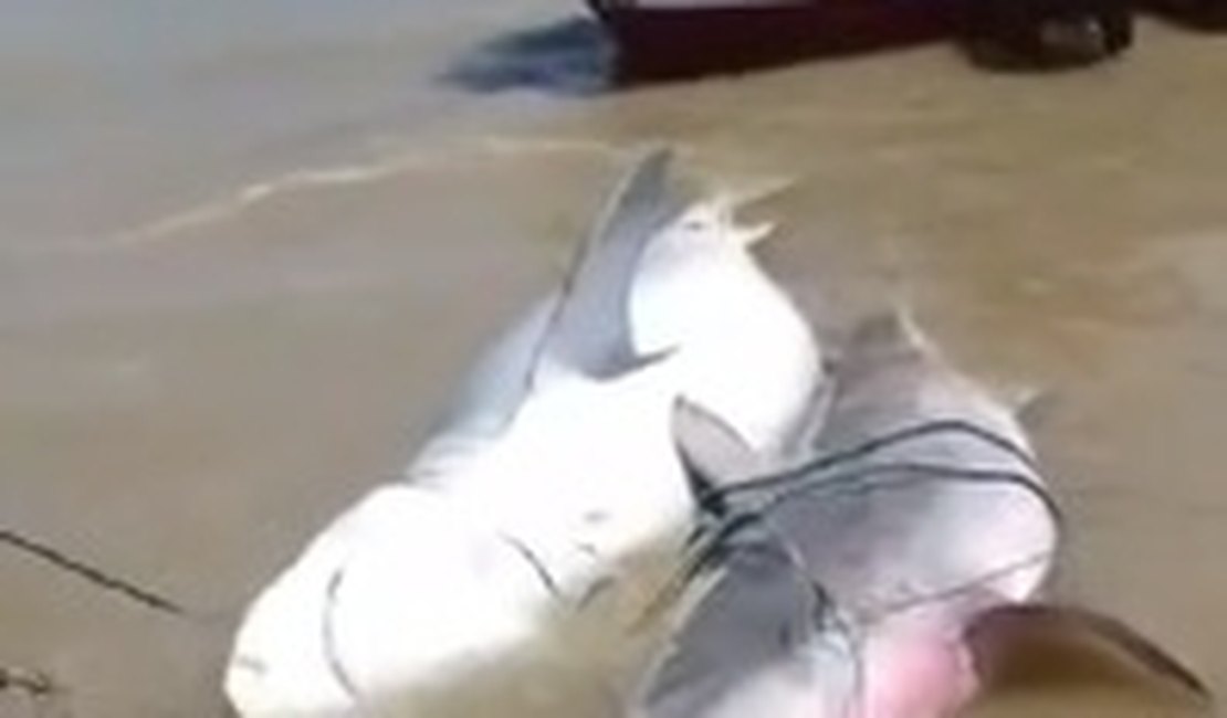 [Vídeo] Pescadores capturam três tubarões na Praia Pontal do Peba, em Alagoas