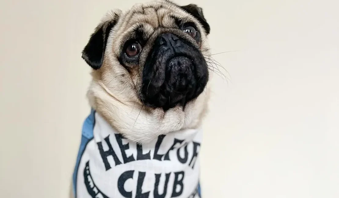 Petshop da Inglaterra abre vaga de 'dog influencer' com salário de até R$ 52 mil em um ano