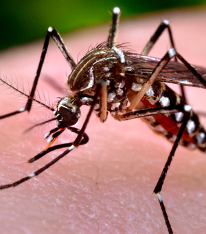 Presidente da Fiocruz diz que é praticamente impossível erradicar o Aedes