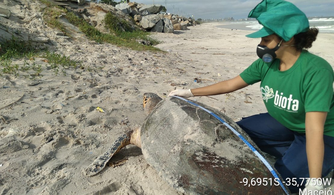 Tartaruga marinha é encontrada morta na Praia do Pontal