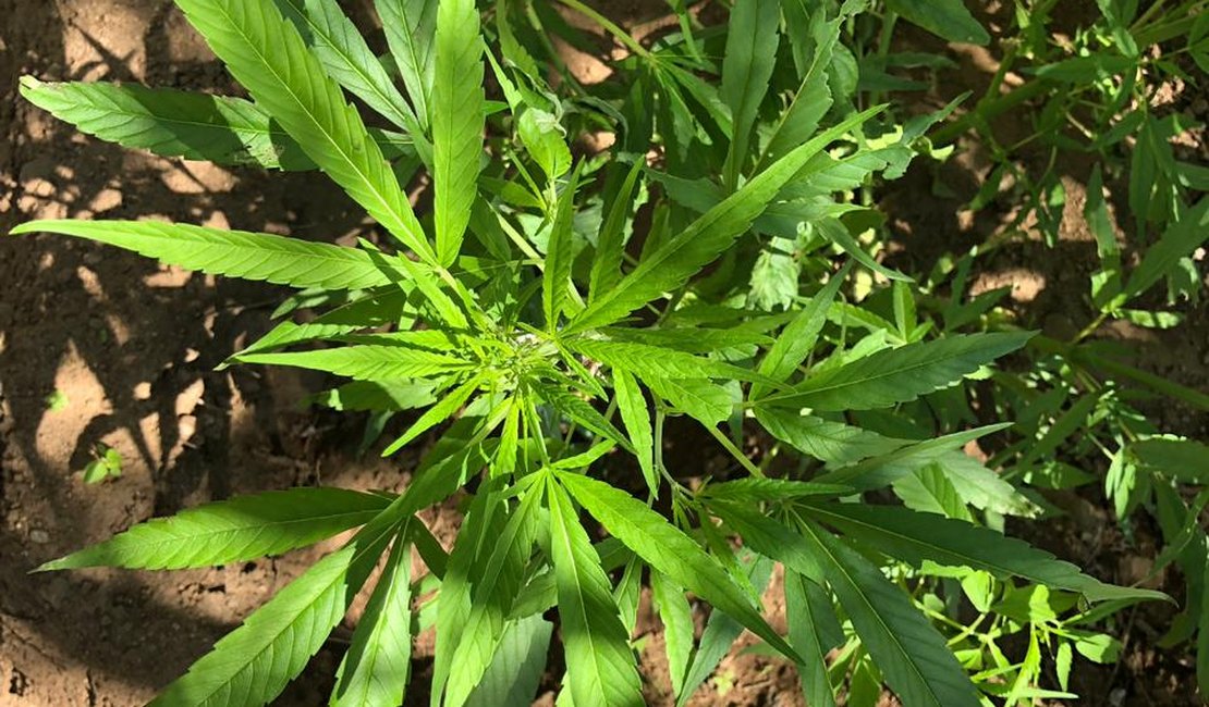 Homem é preso por plantação de maconha e roubo de celulares, em Penedo