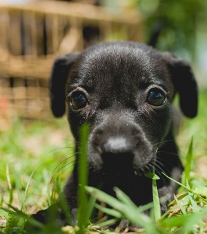 Prefeitura marca Dia dos Animais com anúncio de feira de adoção