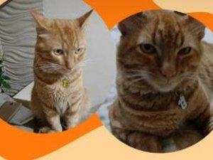 Família procura por gato desaparecido no bairro Primavera, em Arapiraca