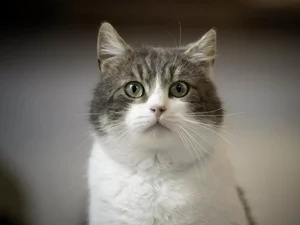 IA pode ajudar a traduzir sons e expressões faciais de gatos. Entenda