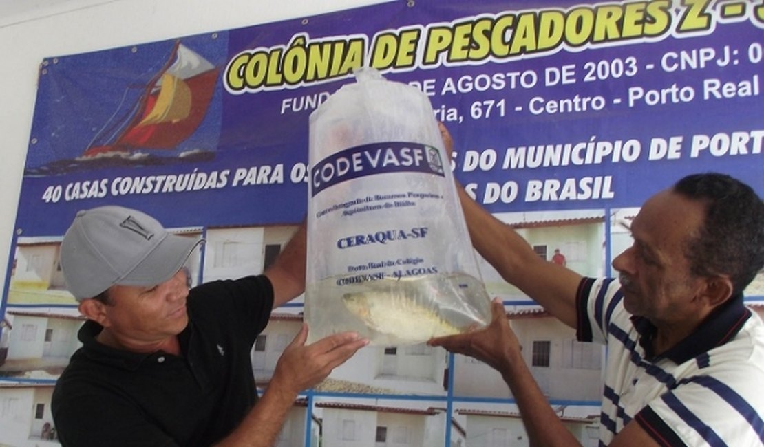 Codevasf realiza peixamento nas águas do Baixo São Francisco