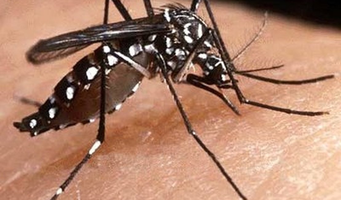 SMS anuncia redução de 46% dos casos de dengue em Maceió